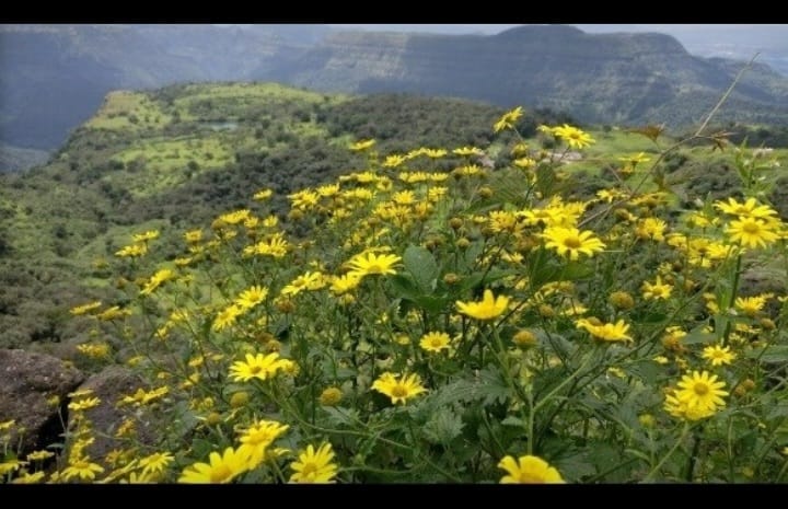 rajmachi tent camping
